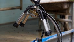 Coronavirus: support for dairy farmers